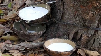 Giá cao su hôm nay 8/3: Bật tăng trên các sàn châu Á