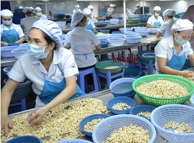 Vinacas: Ngành điều còn gặp khó trong năm 2021