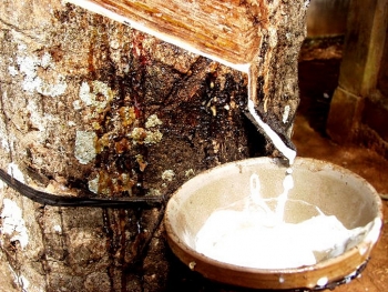 Giá cao su hôm nay 11/3: Tăng đồng loạt trên các sàn Châu Á