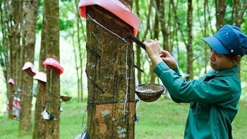Giá cao su hôm nay 12/3: Quay đầu giảm trở lại