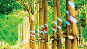 Giá cao su hôm nay 13/3: Bật tăng trở lại