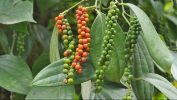 Giá hồ tiêu hôm nay 13/3: Chính thức cán mốc 70.000 đồng/kg