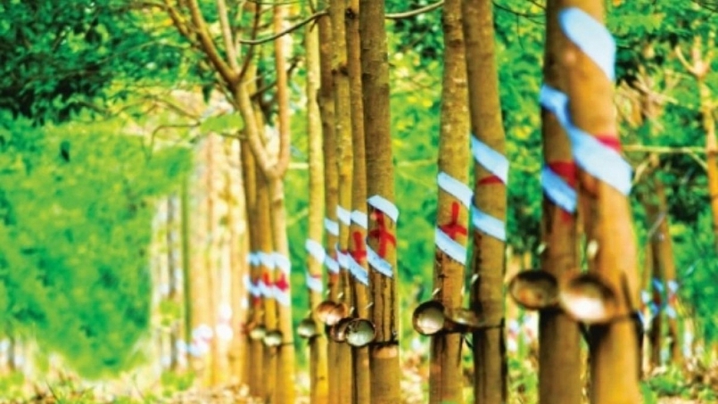 Giá cao su hôm nay 13/3: Bật tăng trở lại