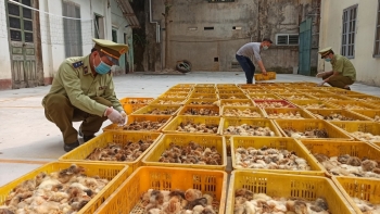 Lạng Sơn: Ngăn chặn 13.000 con gia cầm giống nhập lậu