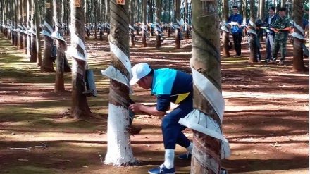 Giá cao su hôm nay 16/3: Tiếp đà tăng