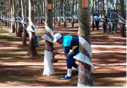 Giá cao su hôm nay 16/3: Tiếp đà tăng