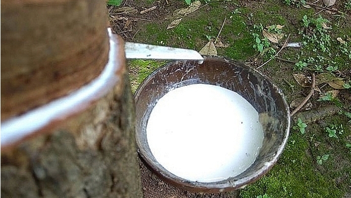 Giá cao su hôm nay 17/3: Xu hướng giảm