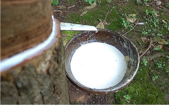 Giá cao su hôm nay 17/3: Tiếp đà tăng trên sàn Thượng Hải