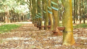 Giá cao su hôm nay 19/3: Tăng đồng loạt trên các sàn