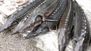 Tăng cường kiểm tra, ngăn chặn hành vi kinh doanh, nhập khẩu cá tầm