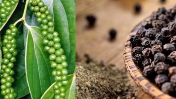 Giá hồ tiêu hôm nay 20/3: Bật tăng mạnh