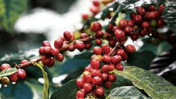 Giá cà phê hôm nay 21/3: Đi ngang