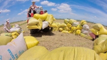 TT lúa gạo Châu Á: Giá gạo xuất khẩu Việt Nam tăng