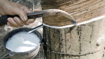 Giá cao su hôm nay 23/3: Giữ ổn định