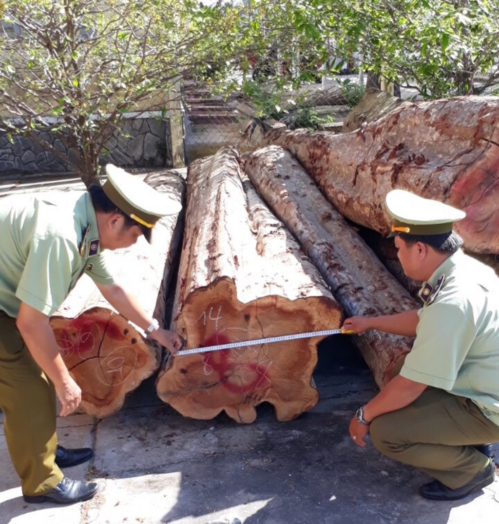 Tang vật vi phạm là 13,458 m3 gỗ bằng lăng