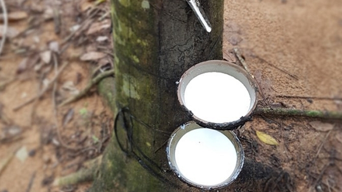 Giá cao su hôm nay 24/3: Tăng khả quan