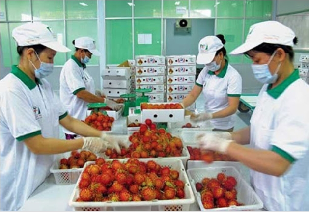 Phấn đấu đến năm 2030, giá trị kim ngạch xuất khẩu rau quả đạt 8-10 tỷ USD