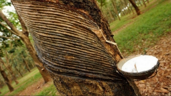 Giá cao su hôm nay 25/3: Quay đầu giảm mạnh