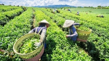 Việt Nam là thị trường cung cấp chè lớn thứ 5 cho Thổ Nhĩ Kỳ