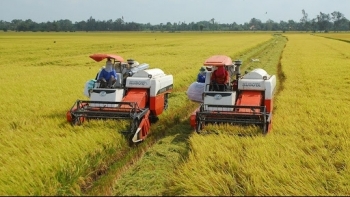 Chính phủ ban hành Nghị quyết bảo đảm an ninh lương thực quốc gia