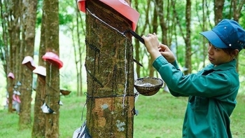 Giá cao su hôm nay 26/3: Tiếp tục trượt dốc