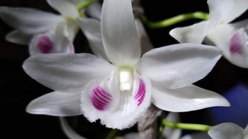 Quy định về quản lý thuế đối với giao dịch “lan đột biến”