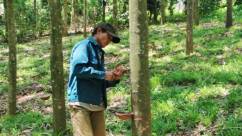 Giá cao su hôm nay 30/3: Tăng mạnh