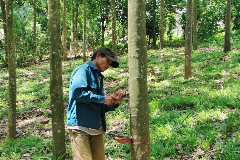Giá cao su hôm nay 30/3: Tăng mạnh