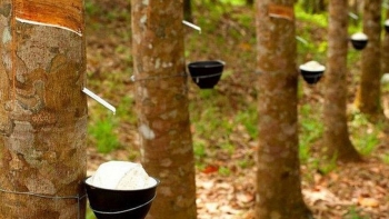 Giá cao su hôm nay 31/3: Tiếp đà tăng