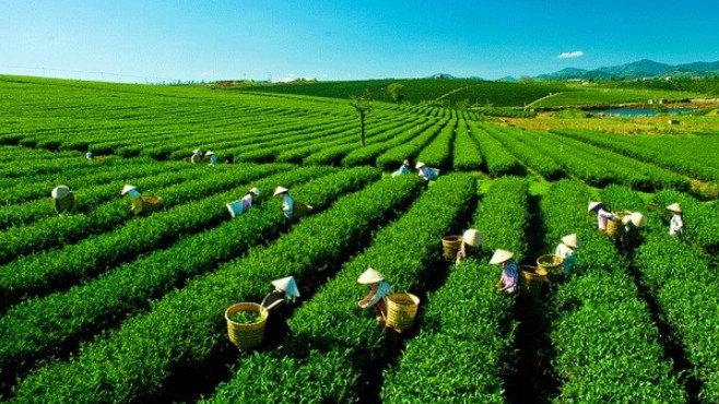 Xuất khẩu chè 2 tháng đầu năm giảm cả về lượng và trị giá