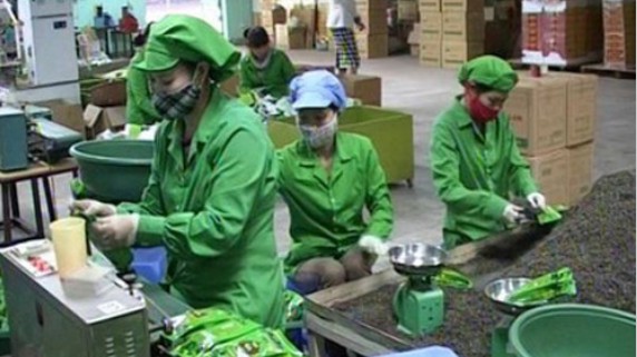 Thị phần chè của Việt Nam xuất khẩu sang Nga giảm