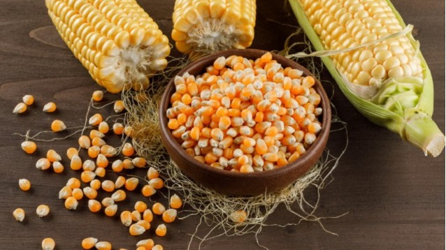 Nhập khẩu ngô tăng mạnh về kim ngạch và giá