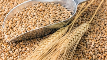 Nhập khẩu lúa mì giảm về khối lượng, tăng kim ngạch