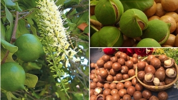 Phát triển Mắc ca thành ngành hàng sản xuất hiệu quả, bền vững