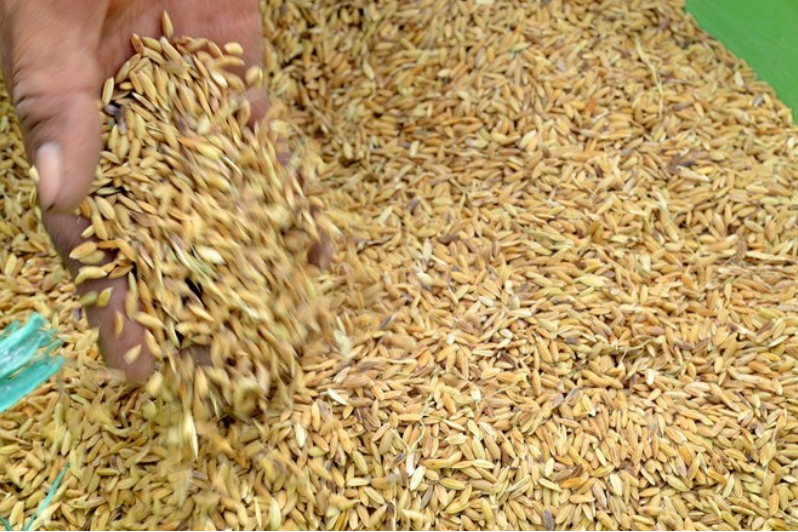 Xuất cấp 263 tấn hạt giống hỗ trợ tỉnh Ninh Thuận