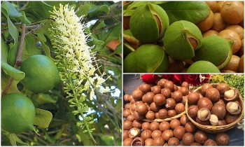 Phát triển Mắc ca thành ngành hàng sản xuất hiệu quả, bền vững