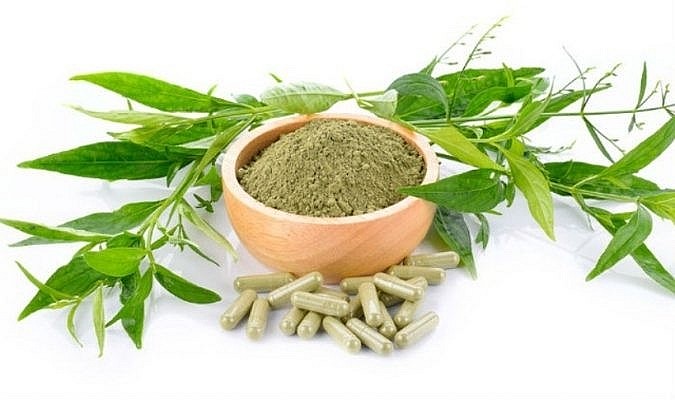 Xuyên tâm liên là vị thuốc hỗ trợ điều trị Covid-19