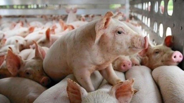 Cập nhật giá lợn hơi hôm nay 20/3/2022: Tăng giảm trái chiều giữ các tỉnh thành
