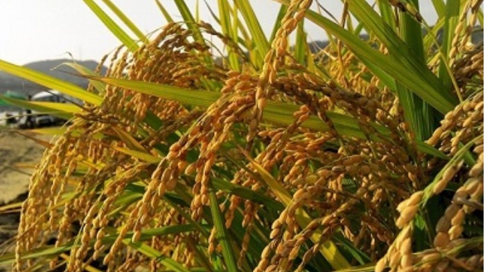 Cập nhật giá lúa gạo hôm nay 23/3/2022: Giá lúa Đài thơm 8 tăng 200 đồng/kg