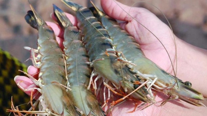 Xuất khẩu tôm sú sang thị trường Anh tăng gấp 6 lần