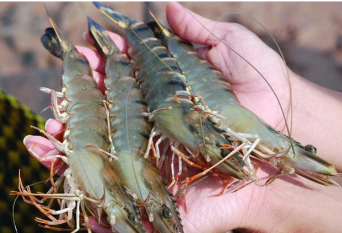 Xuất khẩu tôm sú sang thị trường Anh tăng gấp 6 lần