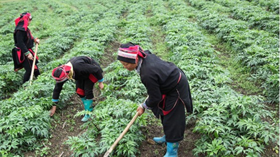 Hỗ trợ phát triển vùng trồng dược liệu quý 1 tỷ đồng/dự án