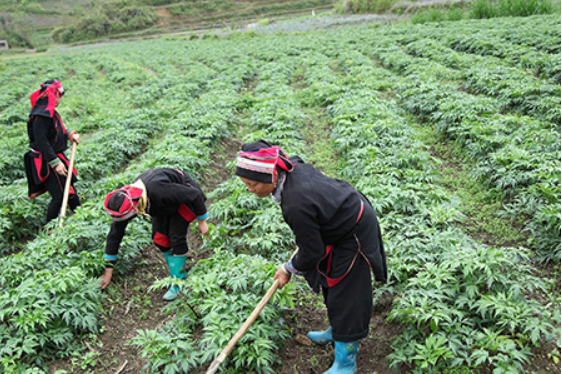 Hỗ trợ phát triển vùng trồng dược liệu quý 1 tỷ đồng/dự án