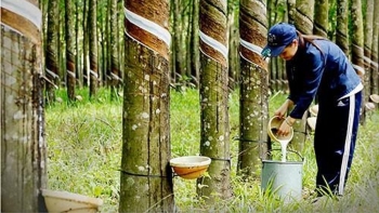 Giá cao su hôm nay 1/4: Cao su tại Nhật Bản quay đầu giảm giá