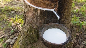 Giá cao su hôm nay 2/4: Chưa dứt đà giảm