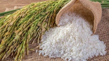 Giá gạo hôm nay 2/4: Giảm mạnh