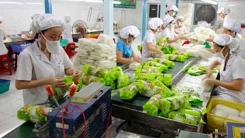 Xuất khẩu rau quả sôi động trở lại, tăng hơn 6% trong quý I/2021