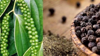 Giá hồ tiêu hôm nay 4/4: Đi ngang ngày cuối tuần