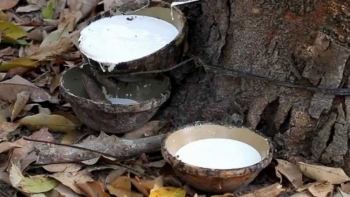 Giá cao su hôm nay 5/4: Xu hướng đi ngang