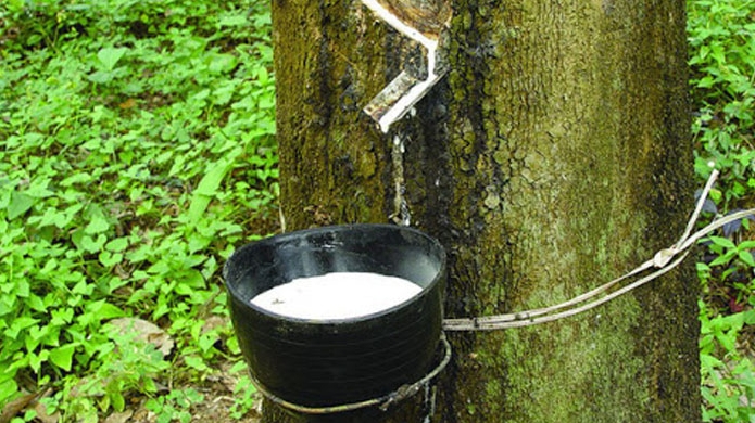 Giá cao su hôm nay 13/4: Trái chiều trên các sàn giao dịch